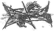 S. 5 - Oliver Bhm: Lithographie Seepferd