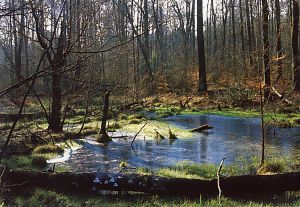 Teich für den Eisenhans